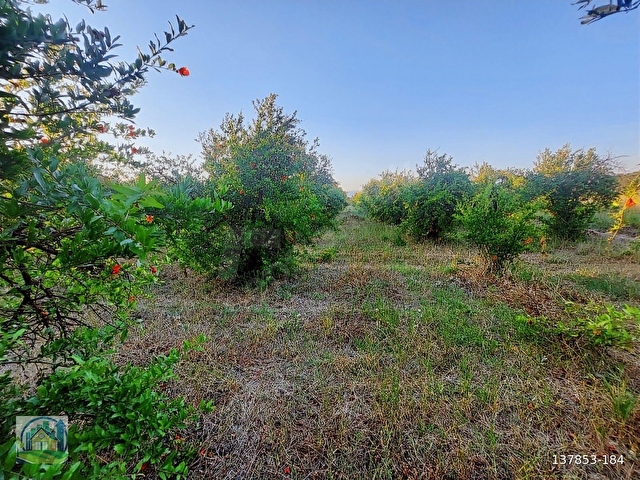 Ortaca Tepearasi SATILIK 18.750 m2 Nar Bahçesi - Görsel 14