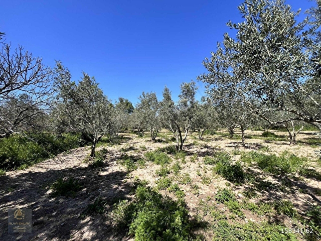 GEYİKLİYE 1 KİLOMETREDE 764m2 RESMİ YOLA CEPHELİ HOBİ BAHÇESİ - Görsel 25