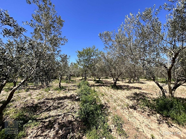 GEYİKLİYE 1 KİLOMETREDE 764m2 RESMİ YOLA CEPHELİ HOBİ BAHÇESİ - Görsel 12