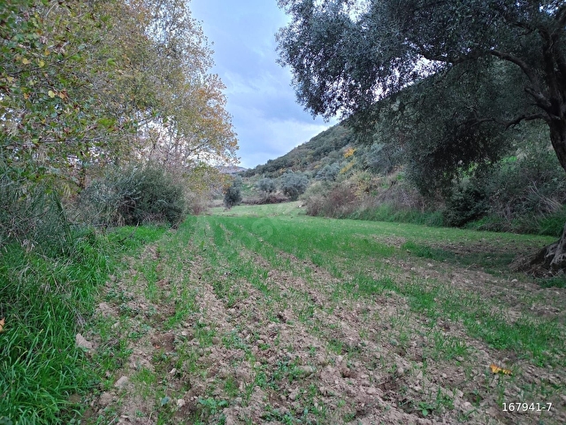 BiRGİ BUCAKTA SATILIK YOL KENARINDA TARLA - Görsel 4