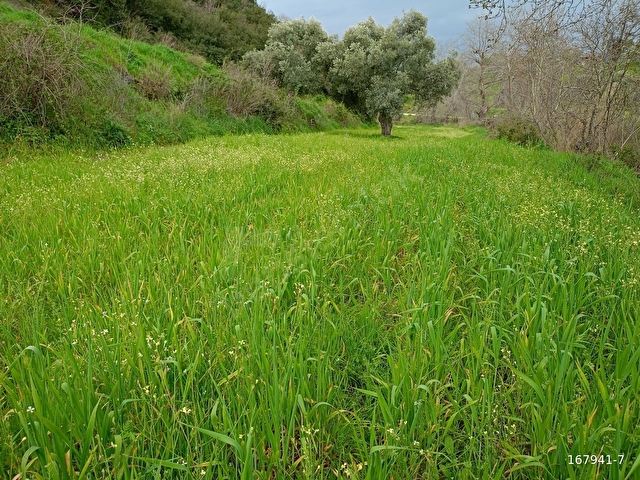 BiRGİ BUCAKTA SATILIK YOL KENARINDA TARLA