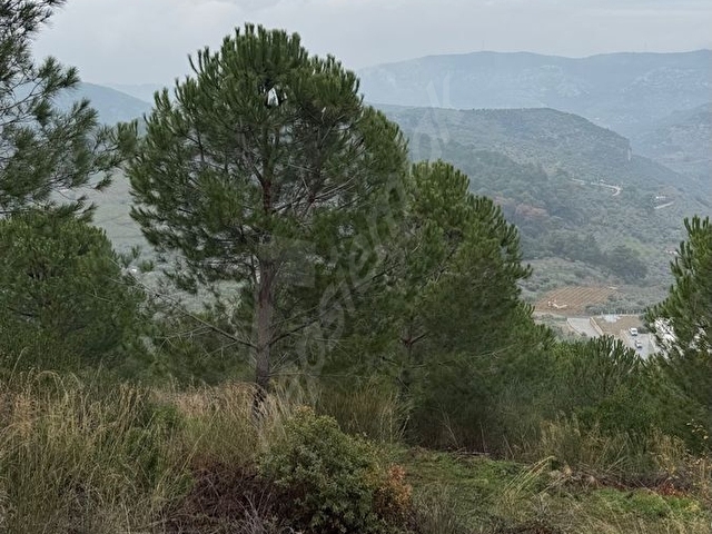 106 000 m2 1600 adet fıstık çamlığı - Görsel 17