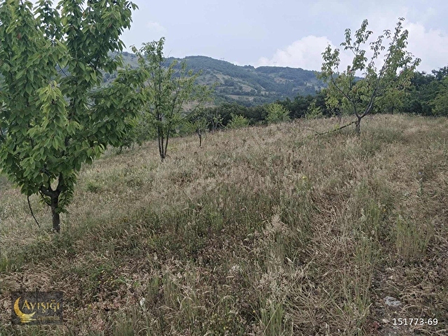 BURSA İZNİK TACİR KÖYÜNDE 8.700m² SATILIK MEYVE BAHÇESİ - Görsel 2