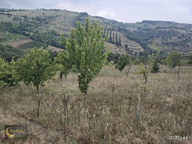 BURSA İZNİK TACİR KÖYÜNDE 8.700m² SATILIK MEYVE BAHÇESİ - Görsel 3