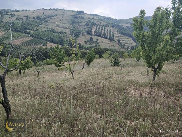 BURSA İZNİK TACİR KÖYÜNDE 8.700m² SATILIK MEYVE BAHÇESİ