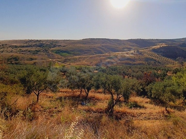 Şarköy yukarıkalamış mevkiinde 8870m2 zeytinlik - Görsel 9