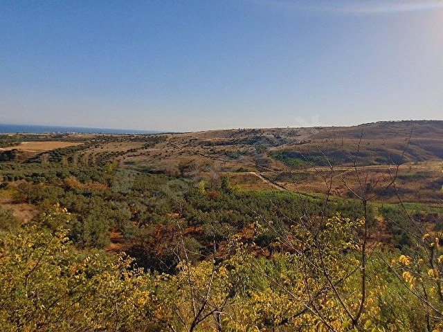 Şarköy yukarıkalamış mevkiinde 8870m2 zeytinlik - Görsel 10