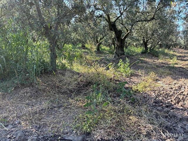 BURSA MUDANYA AYDINPINAR MAHALLESI - Görsel 2