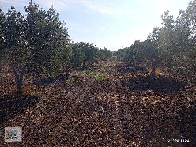 Akdeniz Emlaktan Satılık Akhisar İlçesi Kapaklı Mah 3000 m2 zeytinlik - Görsel 22