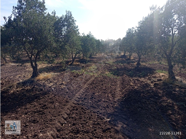 Akdeniz Emlaktan Satılık Akhisar İlçesi Kapaklı Mah 3000 m2 zeytinlik - Görsel 25