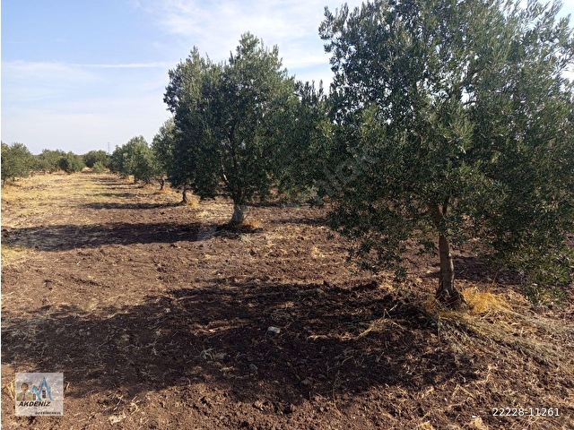 Akdeniz Emlaktan Satılık Akhisar İlçesi Kapaklı Mah 3000 m2 zeytinlik - Görsel 7