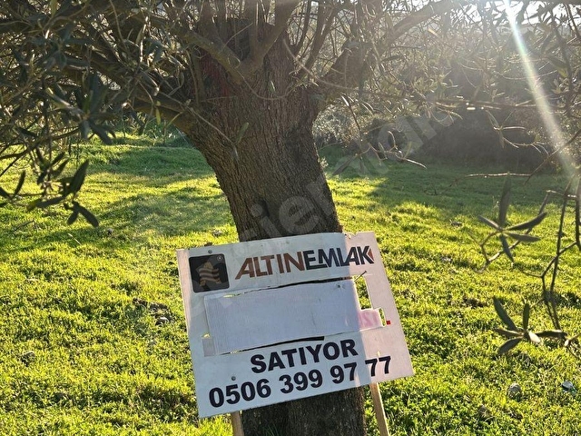 Balıkesir Burhaniye Körfez Bahadınlı SATILIK ZEYTİNLİK - Görsel 25