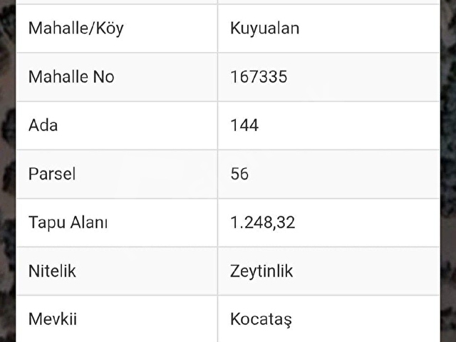 KELEPİR ZEYTİNLİK - Görsel 4