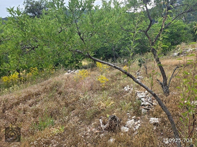 🚨 ACİL SATILIK – SEYDİKEMER YAYLA KINIK’TA KUPO​N ARAZİ! 🚨Seydikemer Yayla Kınık - Görsel 15