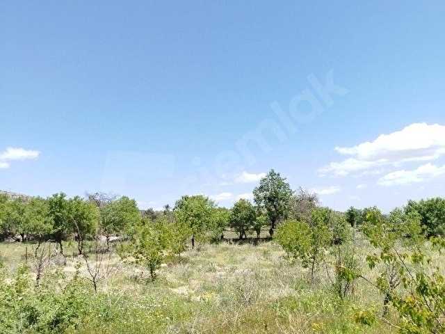 Satılık Kayısı ve Badem Bahçesi | Isparta Senirkent Uluğbey - Görsel 9