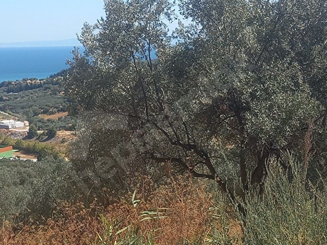 FULL DENIZ MANZARALI SATILIK 1462 METREKARE TEK TAPU MUSTAKIL PARSEL - Görsel 12