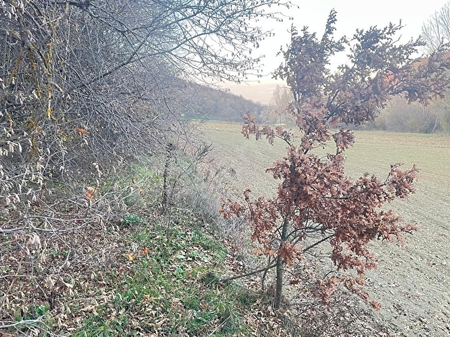DOĞA CİTYDEN SATILIK BİLECİK SÖĞÜT OLUKLUDA 1.565 M2 TARLA - Görsel 4