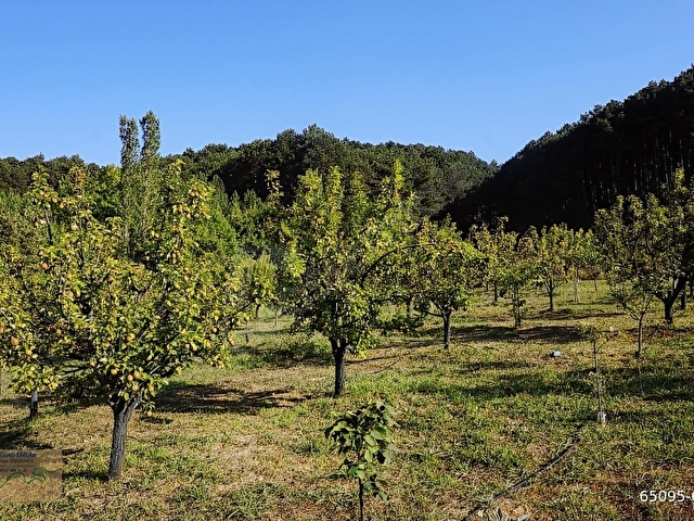 ÇANAKKALE BAYRAMİÇ BEŞİK KÖYÜ 6.900 m2 MEYVA BAHÇESİ 96 m2 EV - Görsel 7