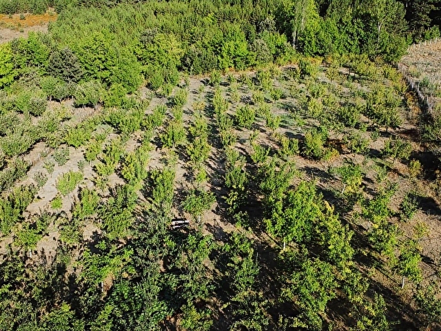 ÇANAKKALE BAYRAMİÇ BEŞİK KÖYÜ 6.900 m2 MEYVA BAHÇESİ 96 m2 EV - Görsel 24