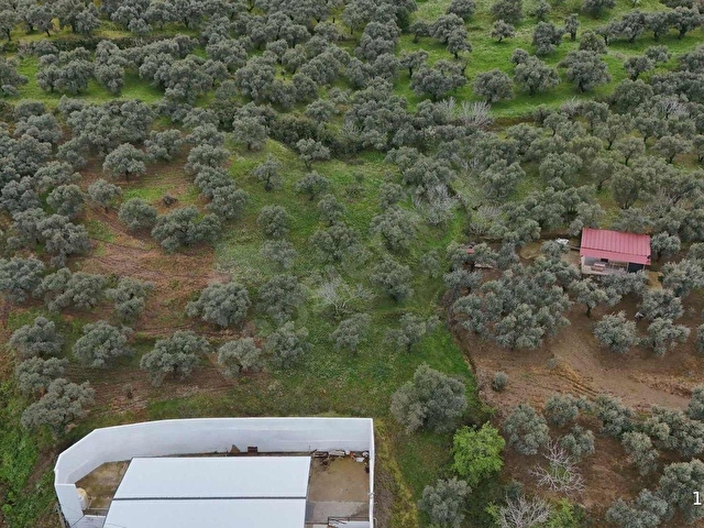 PEK EMLAKTAN DERE MAH TİRE MANZARALI İMARA SINIR ZEYTİNLİK - Görsel 6
