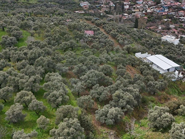 PEK EMLAKTAN DERE MAH TİRE MANZARALI İMARA SINIR ZEYTİNLİK - Görsel 12
