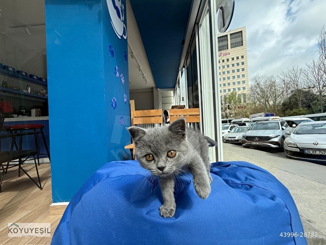 SAHİBİNDN  CADDE ÜZERİ   BOŞ VEYA  KIRACILI KATMÜLKİYETLI - Görsel 7