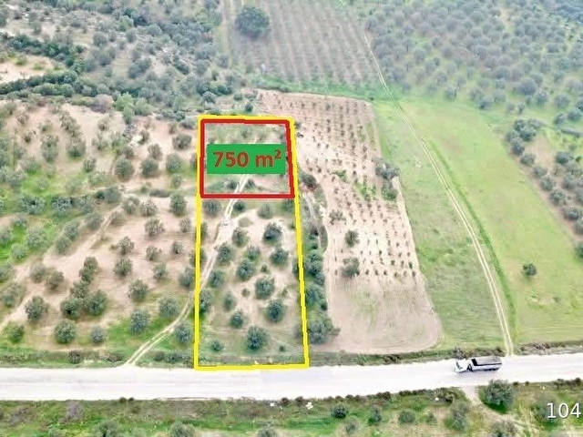 ZEYTİNDAĞda ASFALT YOLA SIFIR SATILIK ZEYTİNLİK