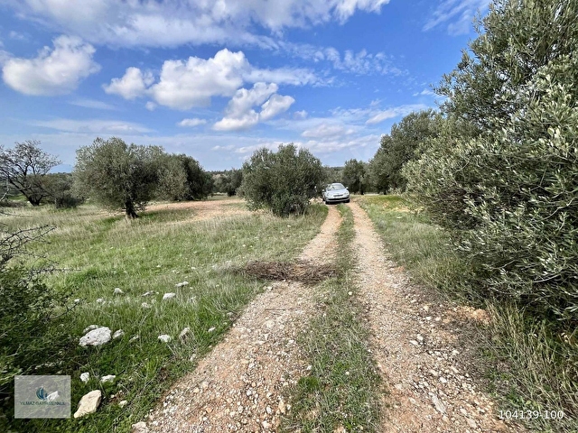 ZEYTİNDAĞda ASFALT YOLA SIFIR SATILIK ZEYTİNLİK - Görsel 22