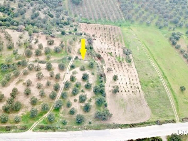 ZEYTİNDAĞda ASFALT YOLA SIFIR SATILIK ZEYTİNLİK - Görsel 6