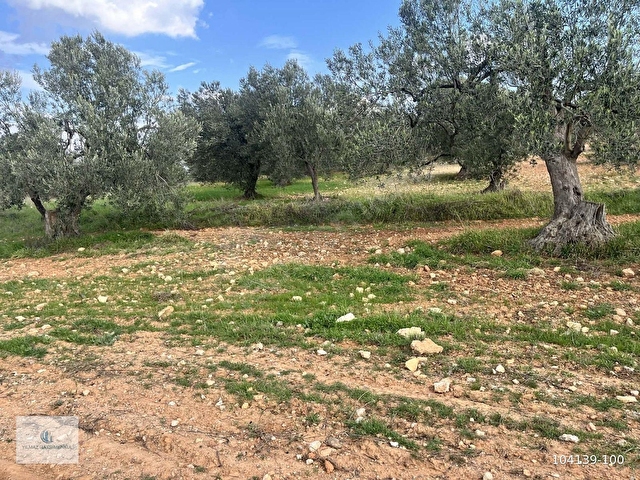 ZEYTİNDAĞda ASFALT YOLA SIFIR SATILIK ZEYTİNLİK - Görsel 20