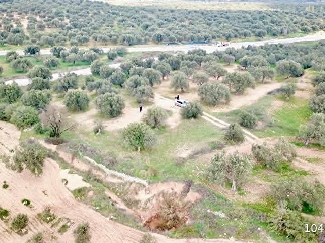 ZEYTİNDAĞda ASFALT YOLA SIFIR SATILIK ZEYTİNLİK - Görsel 11