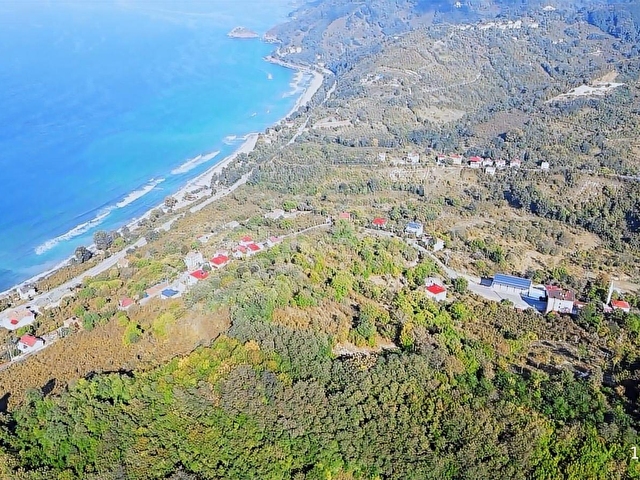 OFFICIAL GAYRİMENKUL DEN SATILIK FINDIK BAHÇESİ - Görsel 7