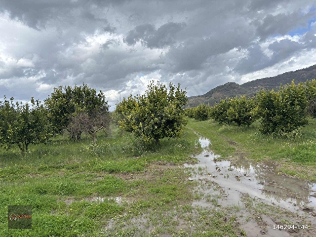 NYSA EMLAKTAN SATILIK 20 DÖNÜM HİSSELİ TARLA - Görsel 3