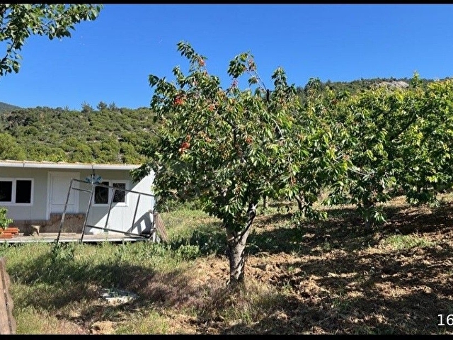 FIRSAT !! KEMALPAŞA BEŞPINARDA BAKIMLI VE VERİMLİ KİRAZLIK - Görsel 13