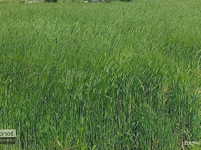 MAMASIN KÖYÜNDE SATILIK TARLA
