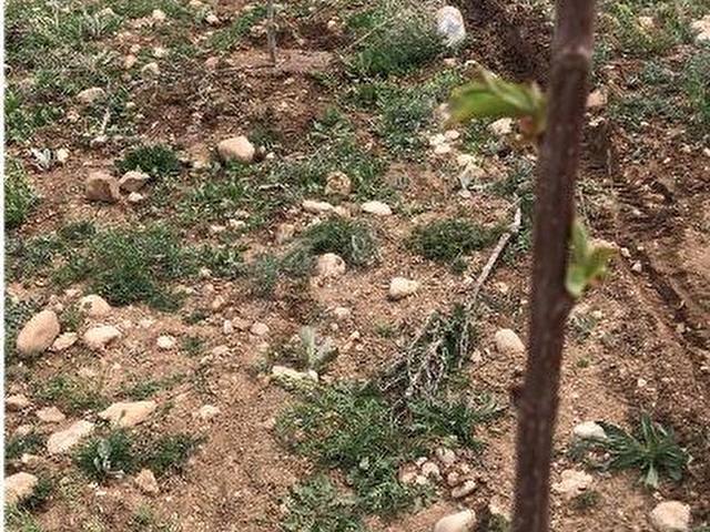 TOROS EMLAKTAN ULUKIŞLA ŞEYHÖMERLİ KÖYÜ SATILIK 13 DÖNÜM TARLA - Görsel 5
