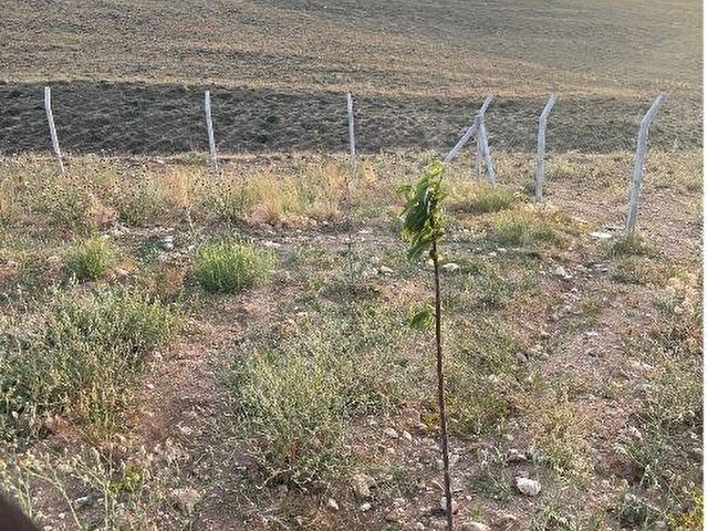 TOROS EMLAKTAN ULUKIŞLA ŞEYHÖMERLİ KÖYÜ SATILIK 13 DÖNÜM TARLA - Görsel 4