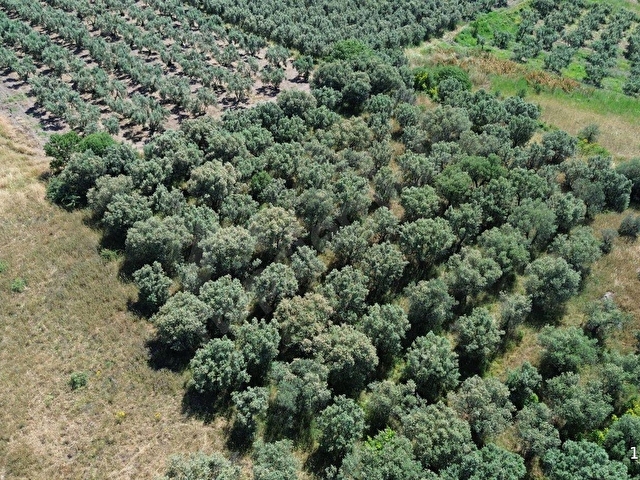 SEVİNÇTEN DENİZE 270 METRE MESAFEDE, YERLEŞİME YAKIN 4.614 M² - Görsel 16