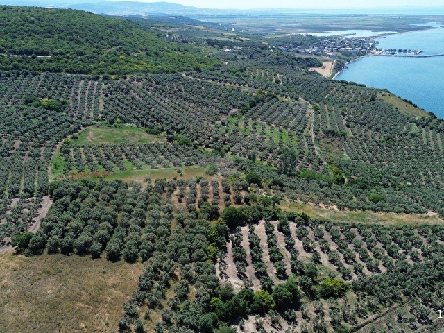 SEVİNÇTEN DENİZE 270 METRE MESAFEDE, YERLEŞİME YAKIN 4.614 M² - Görsel 12