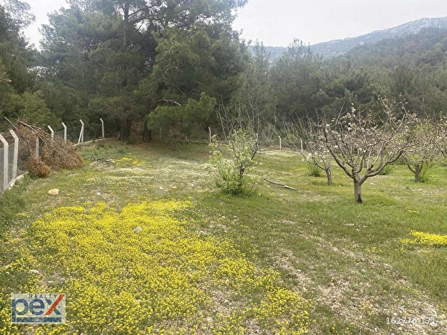 Manisa Yunusemre Karakoca da Satılık Kiraz Bahçesi - Görsel 24