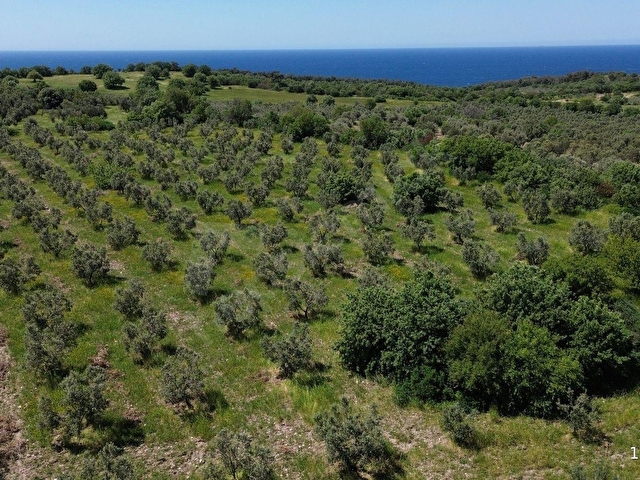 DALYANDA KAÇIRILMAYACAK FIRSAT: 12.575 M² VERİMLİ ZEYTİNLİK - Görsel 27