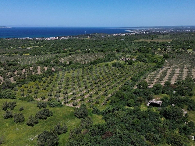 DALYANDA KAÇIRILMAYACAK FIRSAT: 12.575 M² VERİMLİ ZEYTİNLİK - Görsel 15