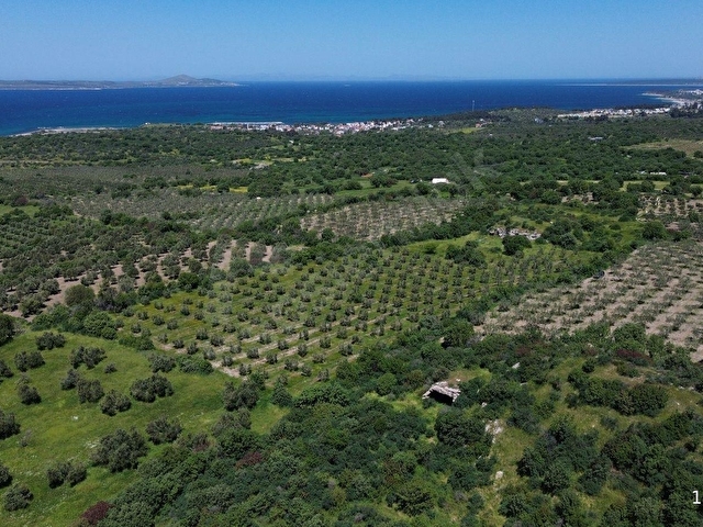 DALYANDA KAÇIRILMAYACAK FIRSAT: 12.575 M² VERİMLİ ZEYTİNLİK - Görsel 10