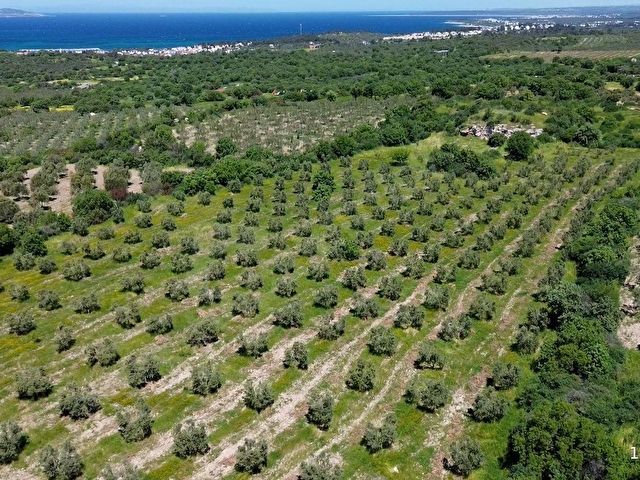 DALYANDA KAÇIRILMAYACAK FIRSAT: 12.575 M² VERİMLİ ZEYTİNLİK - Görsel 2