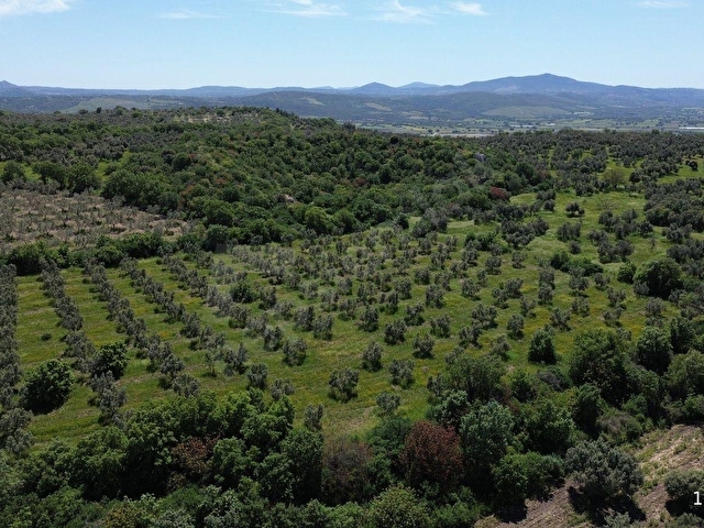 DALYANDA KAÇIRILMAYACAK FIRSAT: 12.575 M² VERİMLİ ZEYTİNLİK - Görsel 21