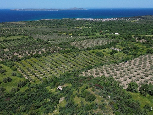DALYANDA KAÇIRILMAYACAK FIRSAT: 12.575 M² VERİMLİ ZEYTİNLİK - Görsel 9