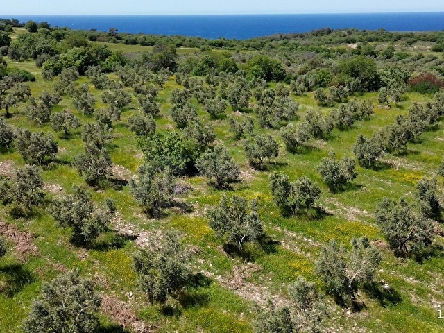 DALYANDA KAÇIRILMAYACAK FIRSAT: 12.575 M² VERİMLİ ZEYTİNLİK - Görsel 5