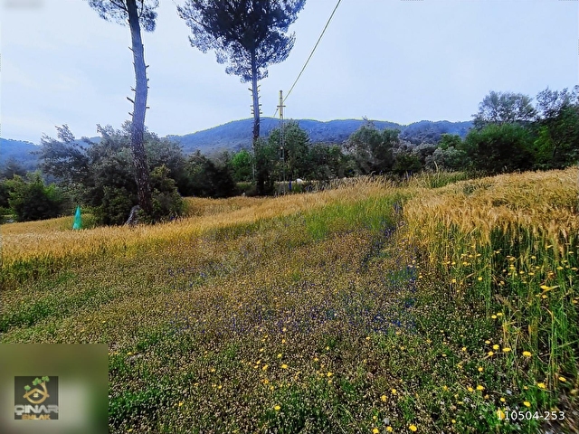 Acil Kelepir Köyceğiz Akköprü de 2.860 m2 Satılık Tarla - Görsel 6