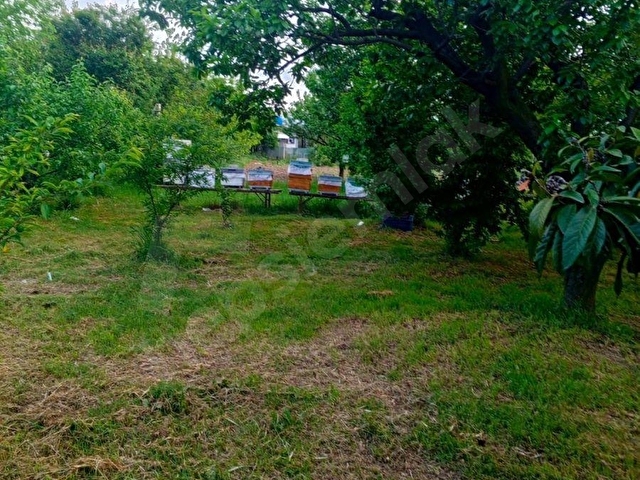 GW VİZYON GAYRİMENKULDEN ÇAKIRLI’DA SATILIK ZEYTİNLİK - Görsel 6