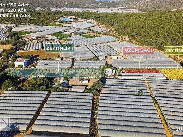 10 DÖNÜM HAZIR KURULU DÜZENLİ, BAKIMLI, ŞAHANE ÇİFTLİK! - Görsel 6